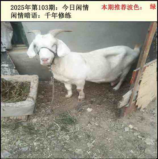 六合彩103期今日闲情2