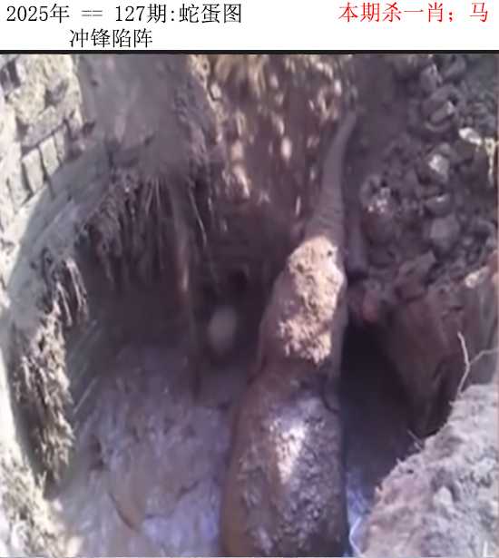 六合彩127期正版蛇蛋图
