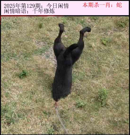 六合彩129期今日闲情