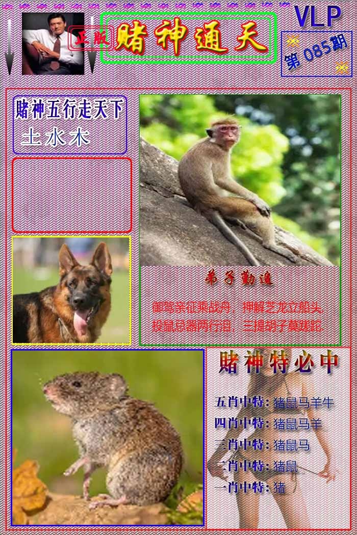 六合彩085期赌神通天报