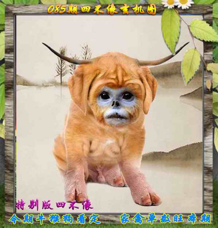 六合彩085期四不像特别版