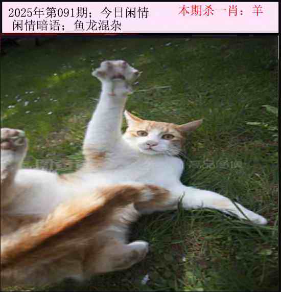 六合彩091期今日闲情